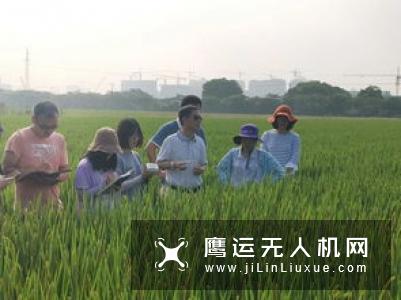 精灵4 RTK成为农业智能解决方案新成员，助辽宁18万亩水稻作业